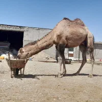 شتر  نر خوب دوگانه