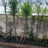 گل وگیا