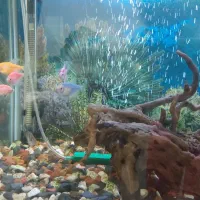 آکواریوم شیشه خم|ماهی|هشتگرد, شهرک آپادانا|دیوار