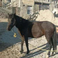 اسب مادیان ۳ساله