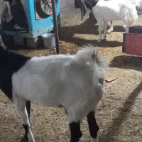 بز گلابی|حیوانات مزرعه|باغ ملک, |دیوار