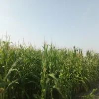 ذرت|عمده‌فروشی|گنبد کاووس, |دیوار