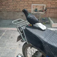 کبوتر دم سفید