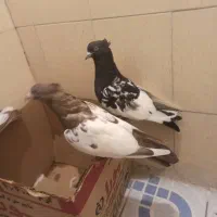 کبوتر نر|پرنده|شیراز, گود عربان|دیوار
