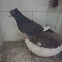 قره کرمونی کاکلی اصل جوان