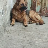 ژر ماده