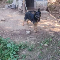 سگ ژرمن سالم و سرحال 10 ماهه