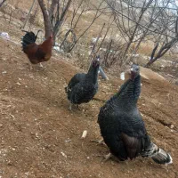 سلام دو عدد بوقلمون ماده جوان سالم سرحال