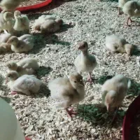 جوجه بوقلمون بیوتی