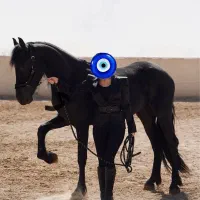 اسب مادیان فیریزین پیپر هلند