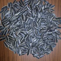 تخمه آفتابی وکدو خام وطعم دار|عمدهفروشی|قم, خداکرم|دیوار