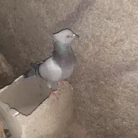 تعداد 15کبوتر به فروش میرسد|پرنده|پاتاوه, |دیوار