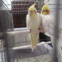 عروس هلندی مولد درجه 1