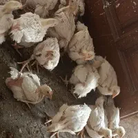 جوجه گوشتی سالم ۳۰ روزه|حیوانات مزرعه|مشهد, شهرک مهرگان|دیوار