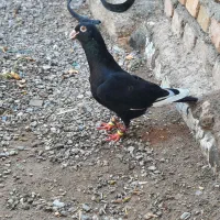 حیوانات