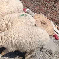 گوسفند فروش