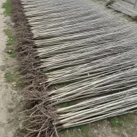 نهال صنوبر تبریزی با عملکرد عالی و کیفیت صادراتی|خدمات باغبانی و درختکاری|سراب, |دیوار