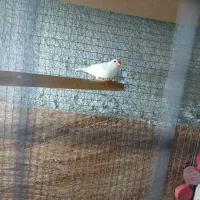 فنچ