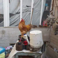 برهما امپراطور