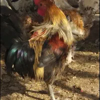 یک عدد خروس بزرگ