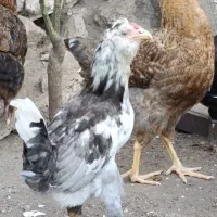 نیمچه گلین درجه یک