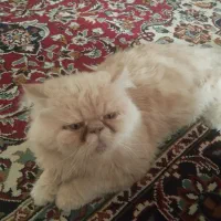 گربه پرشین کت|گربه|بجنورد, |دیوار