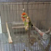 طوطی کوتوله برزیلی|پرنده|تهران, افسریه شمالی|دیوار