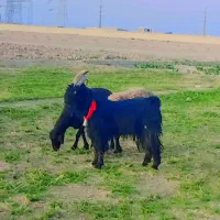 بزغاله نر دوبری|حیوانات مزرعه|اصفهان, قهجاورستان|دیوار