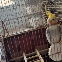 عروس هلندی نر سخنگو با قفس