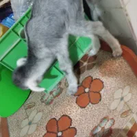 سلام کهره شیری نر خوب وسالم|حیوانات مزرعه|خورموج, |دیوار