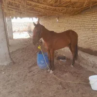 سیاحی