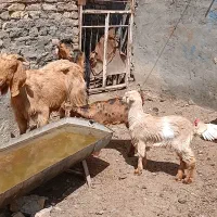 دوتا بز بزغاله دار فریمان