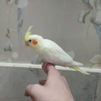 عروس هلندی جوجه|پرنده|تهران, بیسیم|دیوار