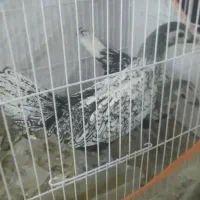 مینیاتوری مرغ و خروس|حیوانات مزرعه|کاشمر, |دیوار