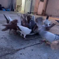 کفتر کبوتر رنگه