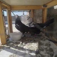 کفتر|پرنده|هشتگرد, فاز ۷ مهستان|دیوار