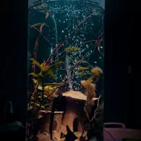 دکور اب نما اکواریوم مناسب مغازه خانه دفترکار|صنایع دستی و سایر لوازم تزئینی|شیراز, شهرک ولیعصر|دیوار