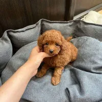 توله تاینی توی پودل تاینی دارک رد لایت و اپریکات|سگ|اصفهان, شاهد|دیوار