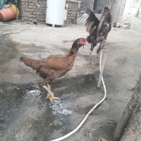 مرغ لاری درحال تخم ازمادر نتیجه ی اراکی