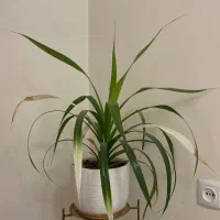 گلدان گل|گل مصنوعی|کرج, استاندارد|دیوار