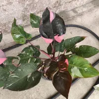 گل گُشَسْب بار جدید رسید به توضیحات مراجعه کنید|گل و گیاه طبیعی|اصفهان, باغ فدک|دیوار