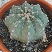 کاکتوس کلکسیونی سایز ۸ و ۱۰