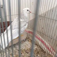 دوکت|پرنده|پیر بکران, |دیوار