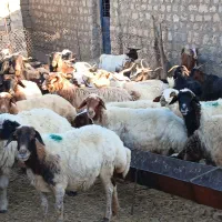 گوسفند و بز کشتاری