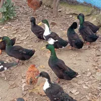 اردک کایوگا|حیوانات مزرعه|نوکنده, |دیوار