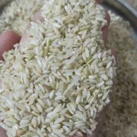 فروش بهترین برنج استان|خوردنی و آشامیدنی|چیتاب, |دیوار