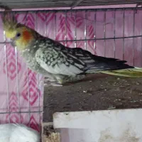 ماده عروس هلندی گل باقالی