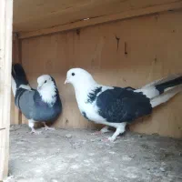 کفتر دولابی پرشی نر و ماده