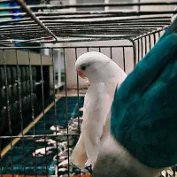 کوتوله برزیلی|پرنده|فسا, |دیوار