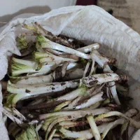 کنگر درجه یک